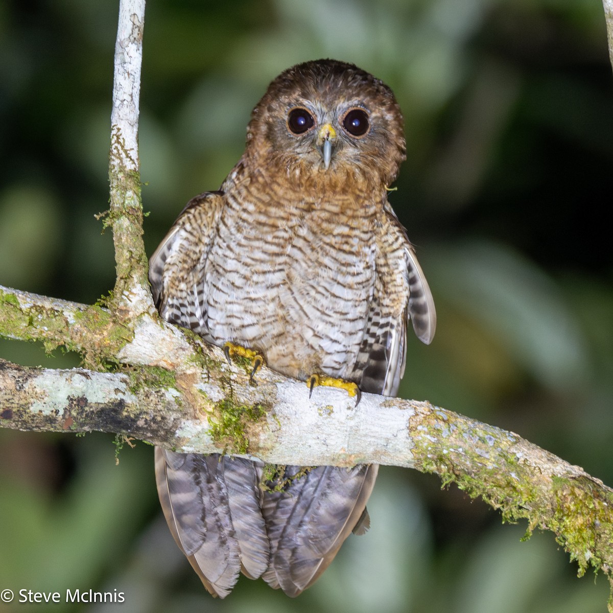 Seram Boobook - ML646928752