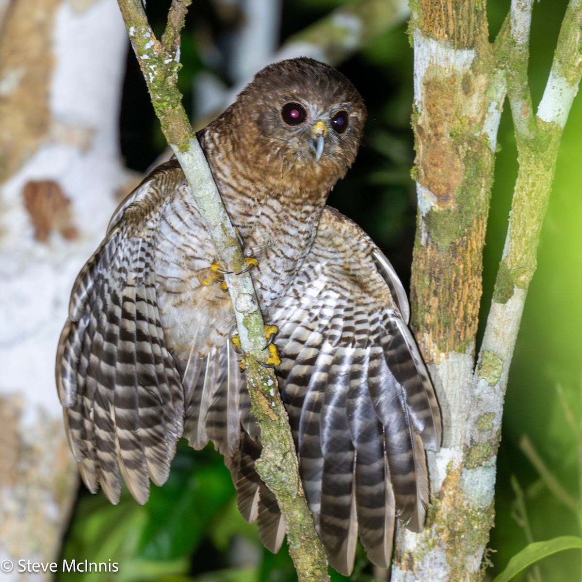 Seram Boobook - ML646928753