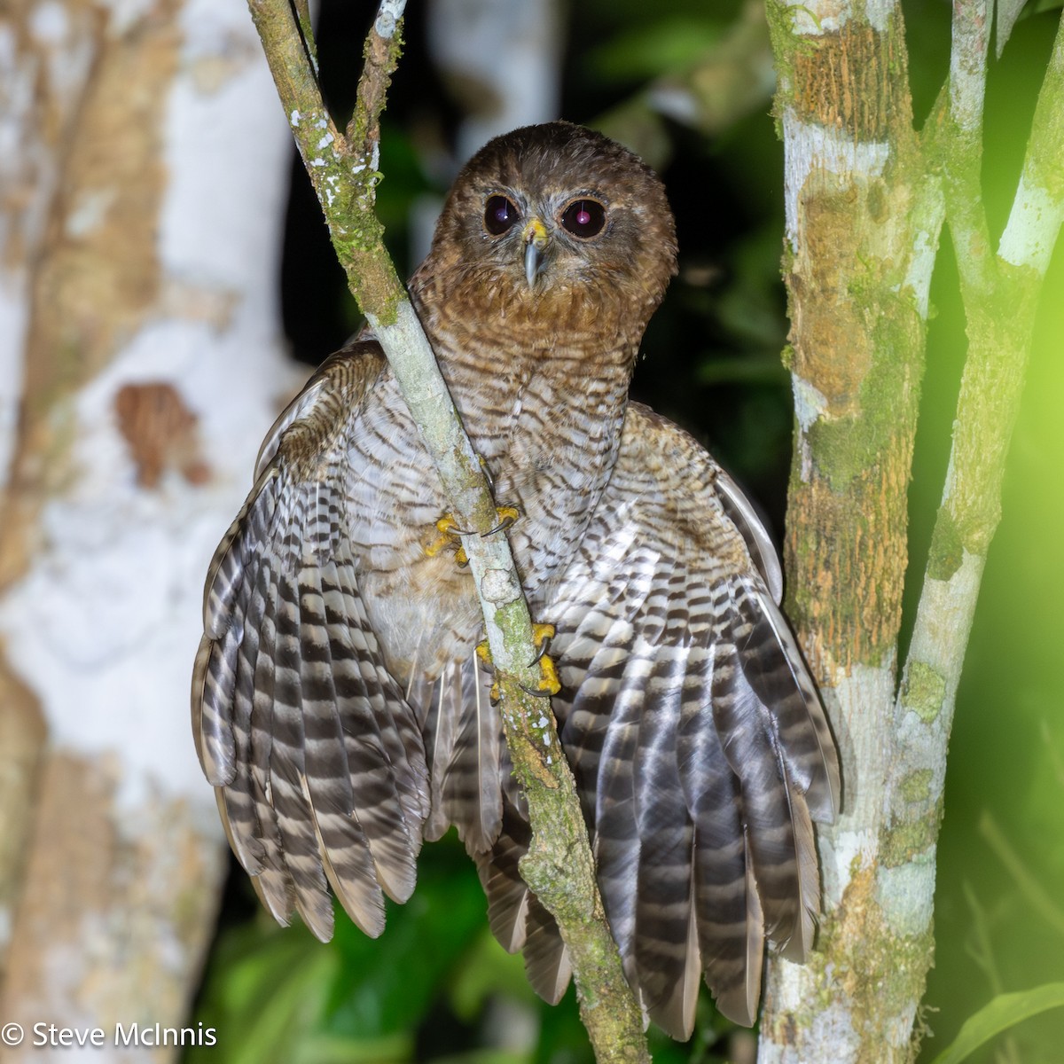 Seram Boobook - ML646928754