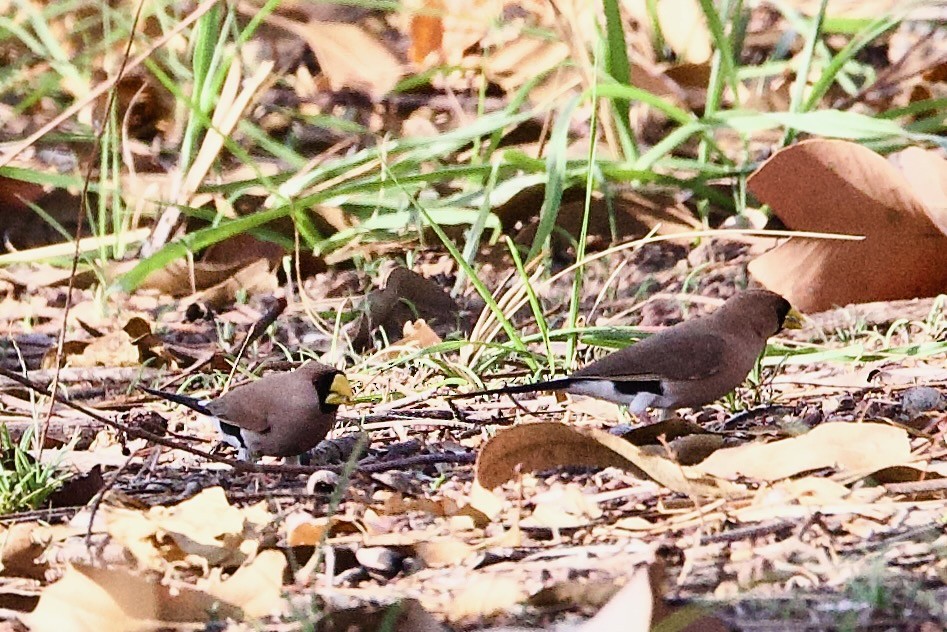 Diamante Enmascarado - ML646928756