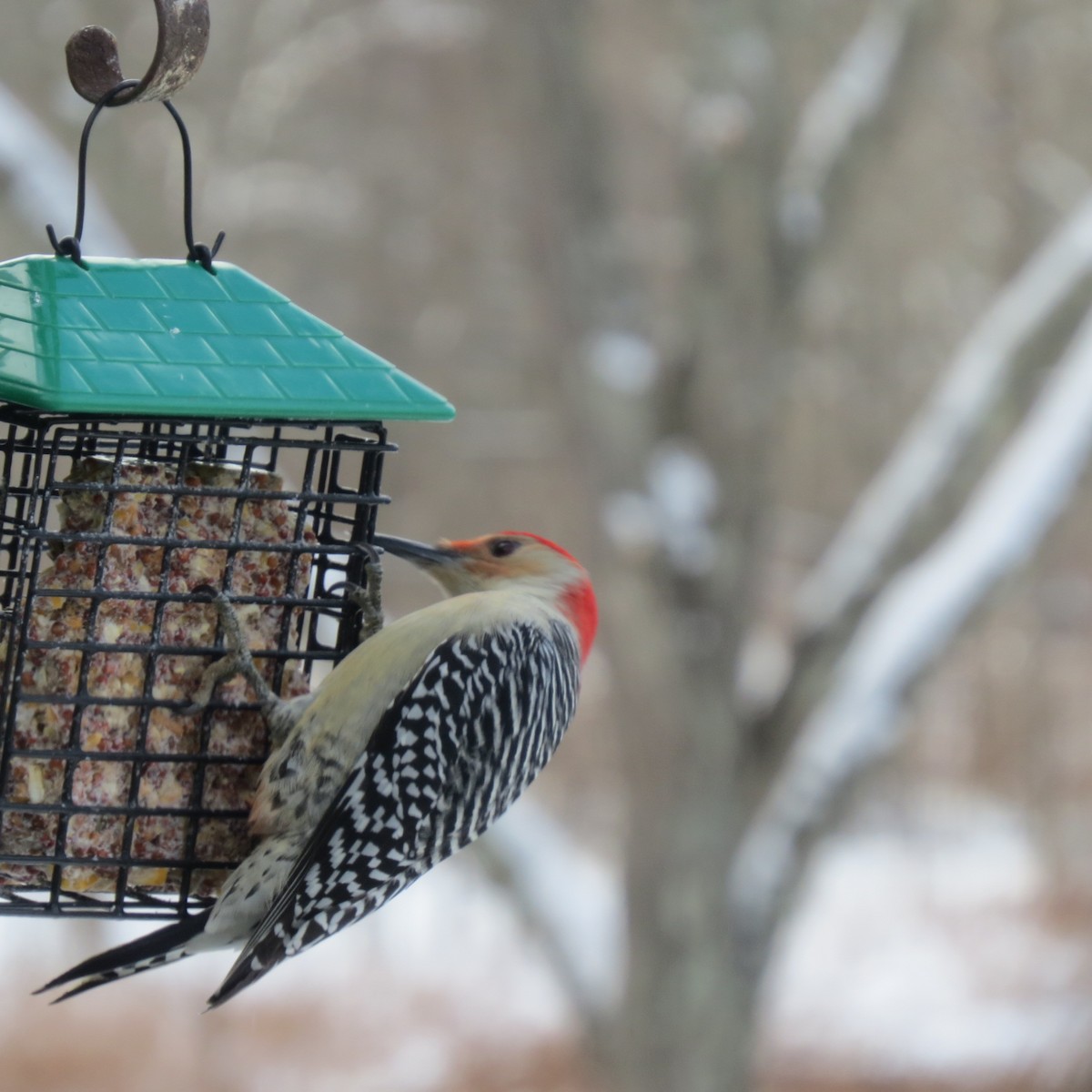 Red-bellied Woodpecker - ML646928759