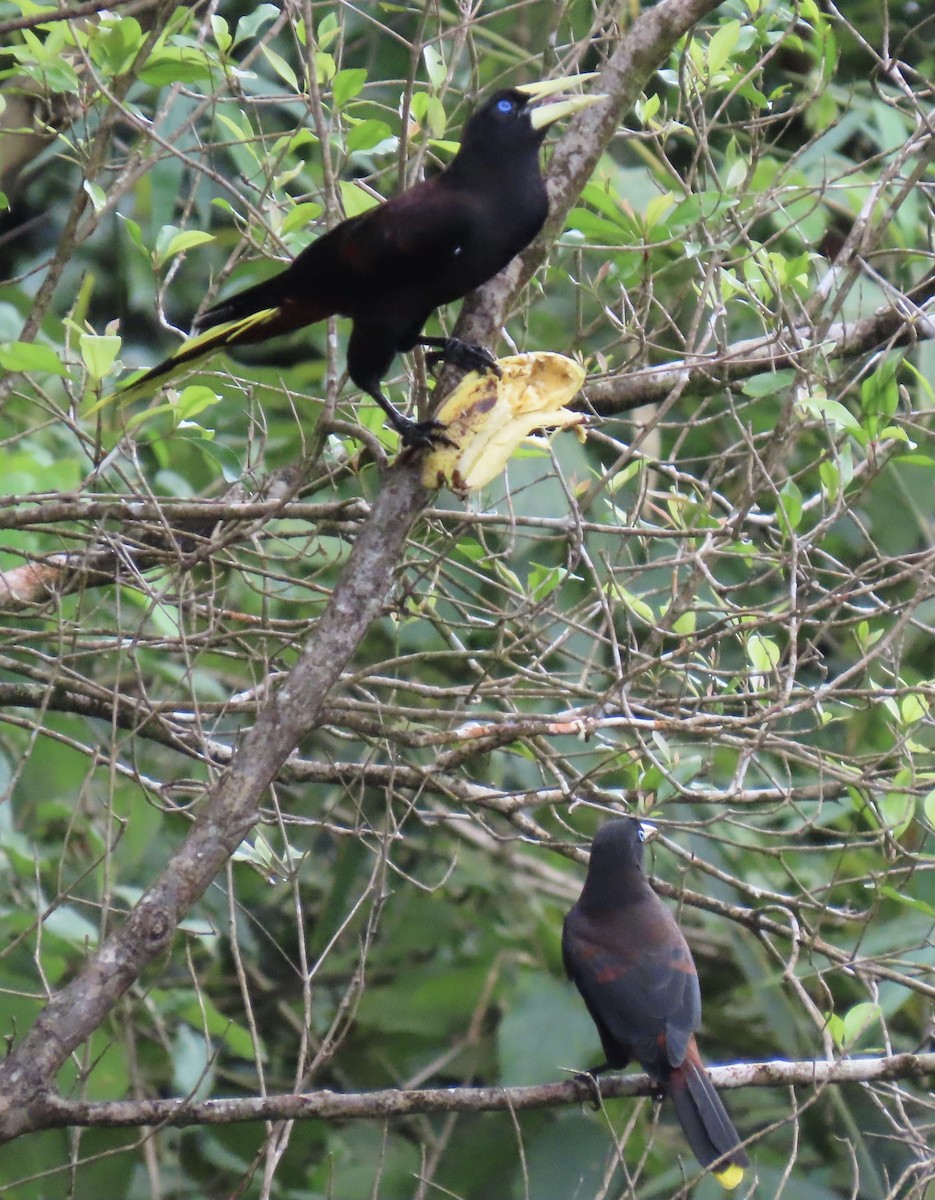 Crested Oropendola - ML646928766