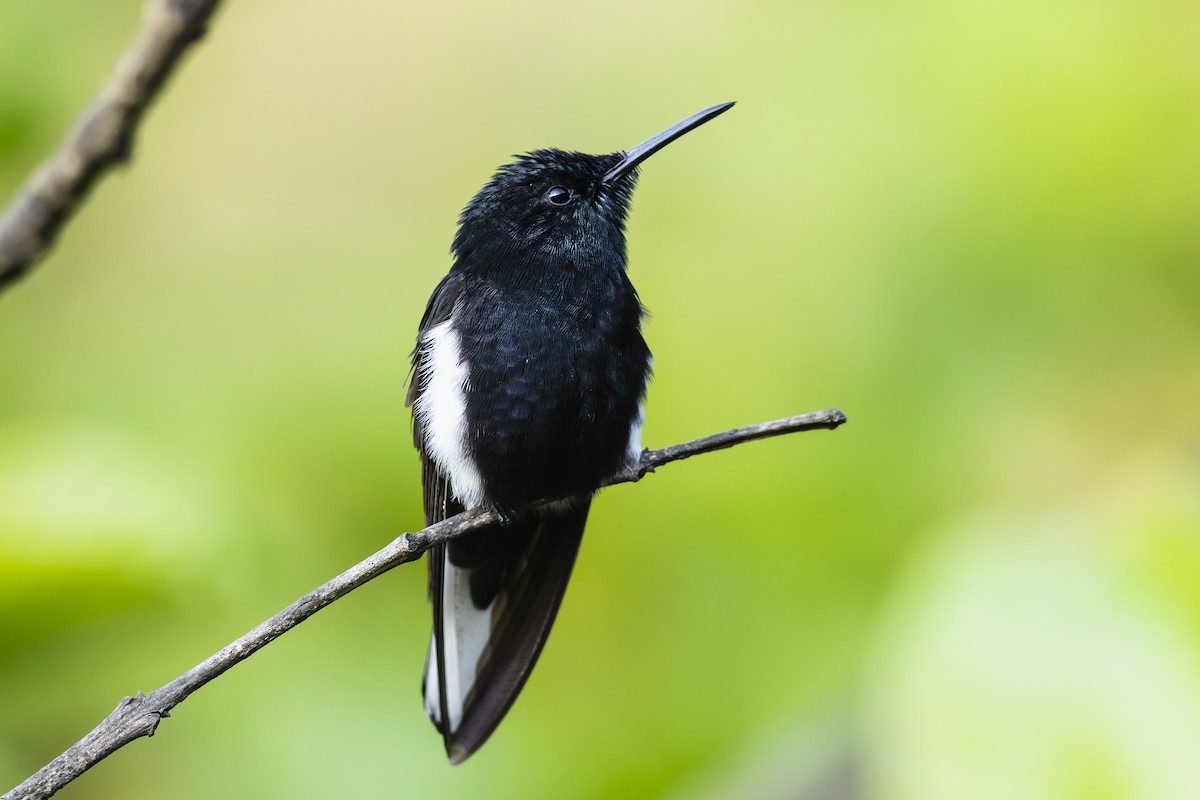 Black Jacobin - ML646928770