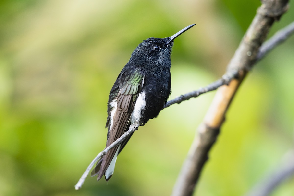 Black Jacobin - ML646928771