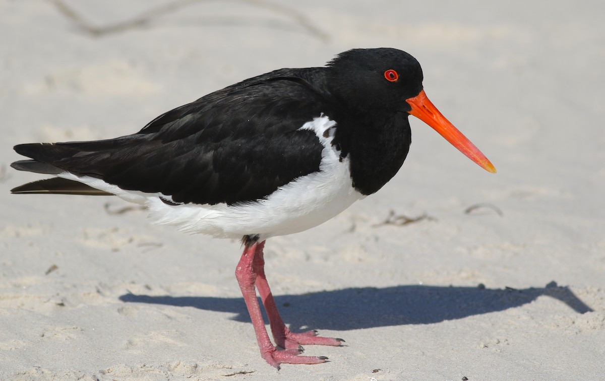 Длинноклювый кулик-сорока - ML646928773