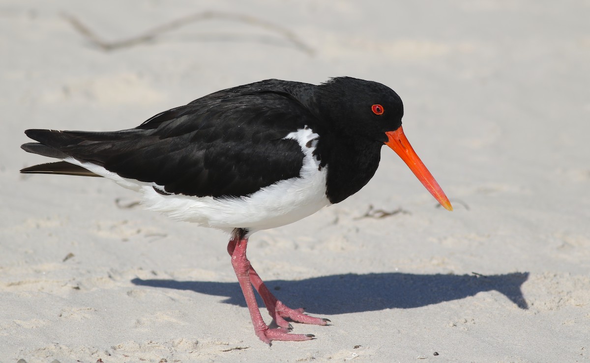 Длинноклювый кулик-сорока - ML646928774