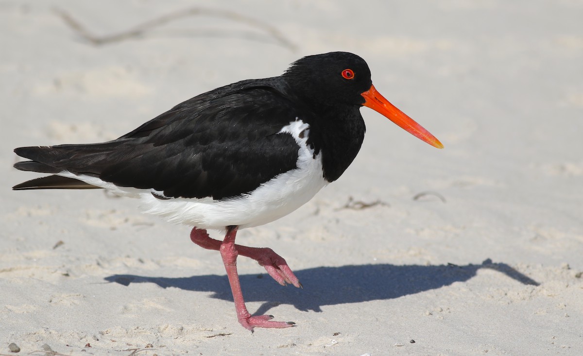 Длинноклювый кулик-сорока - ML646928775