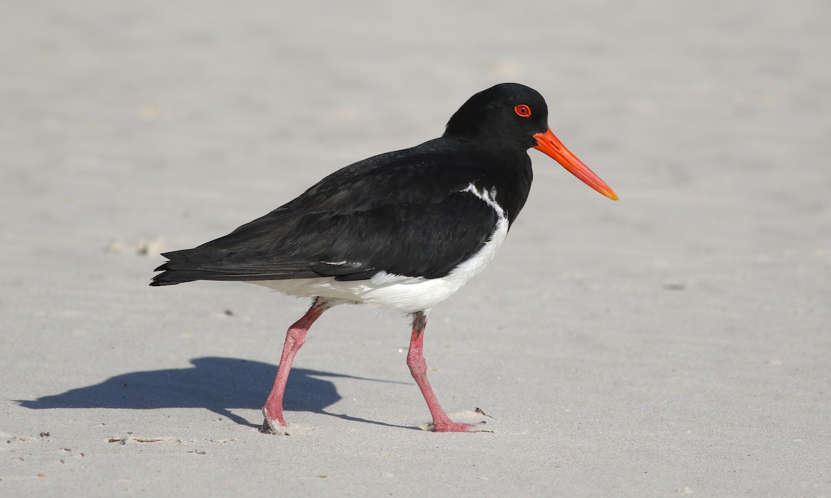 Длинноклювый кулик-сорока - ML646928776