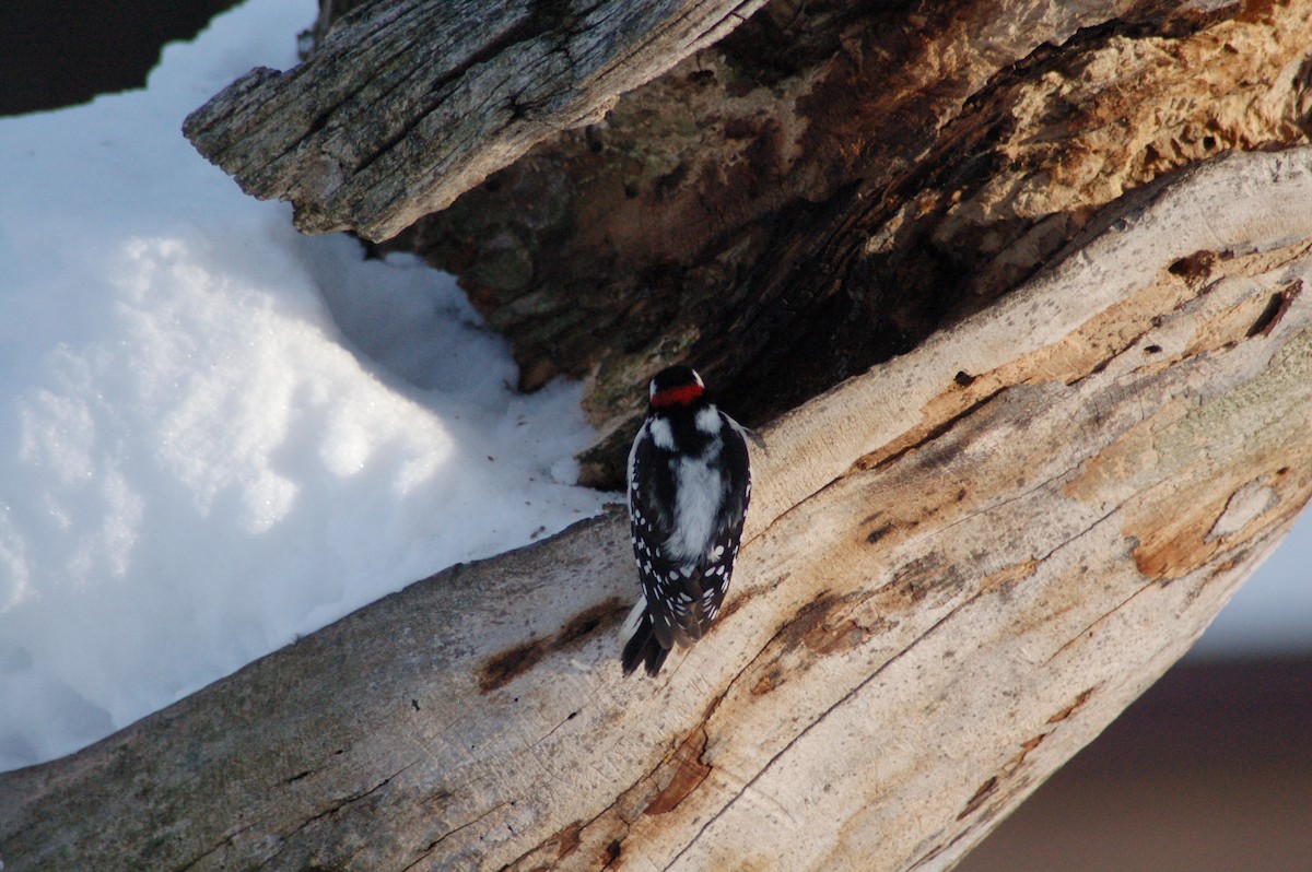 strakapoud osikový - ML646928785