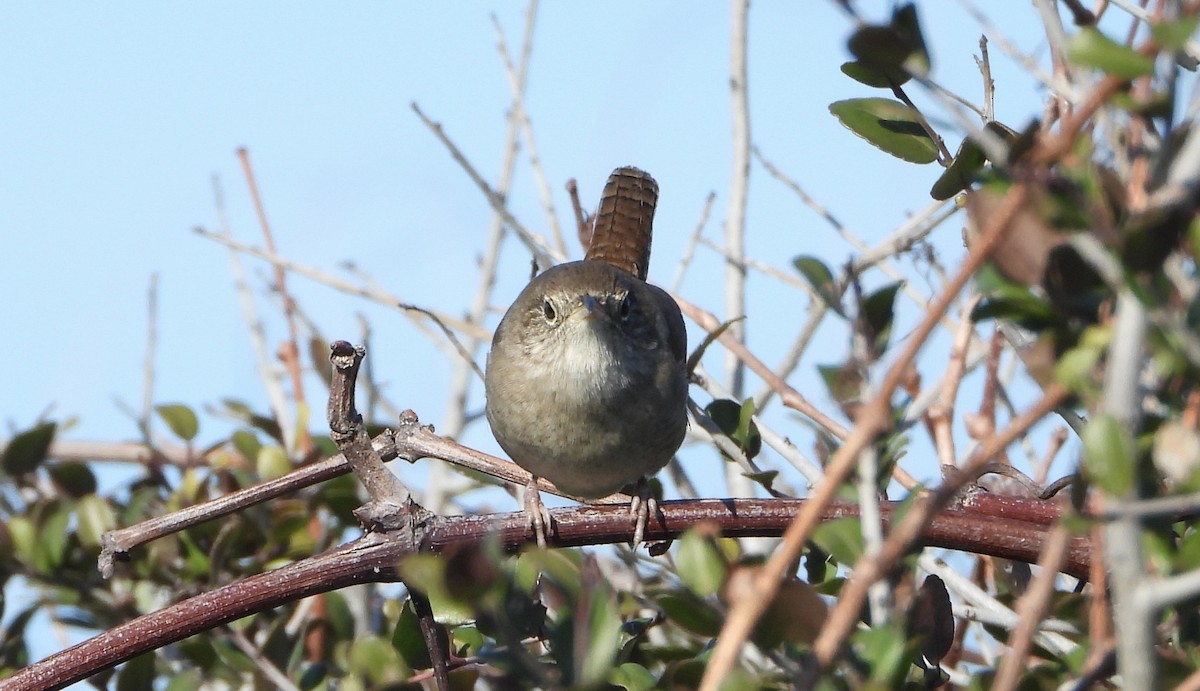 Northern House Wren - ML646928788