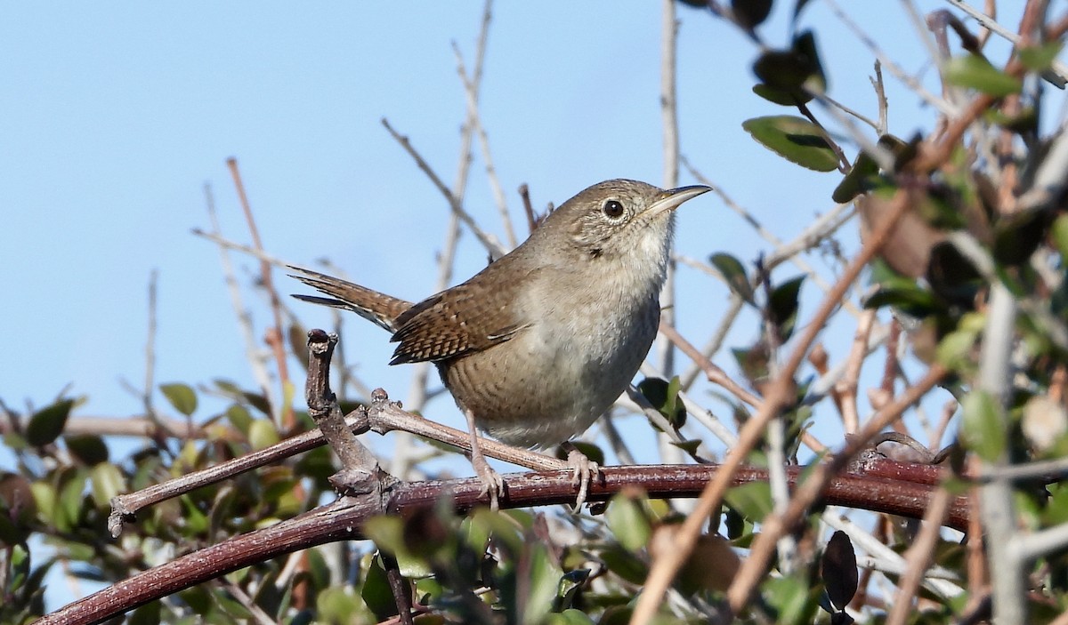 Northern House Wren - ML646928789