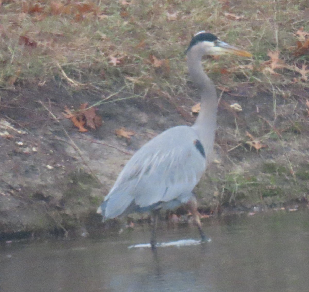 Great Blue Heron - ML646928798