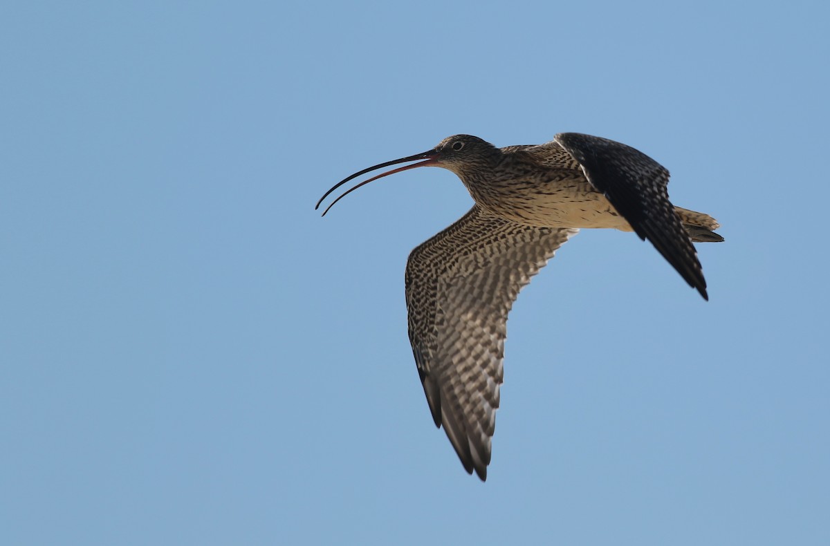 Дальневосточный кроншнеп - ML646928799