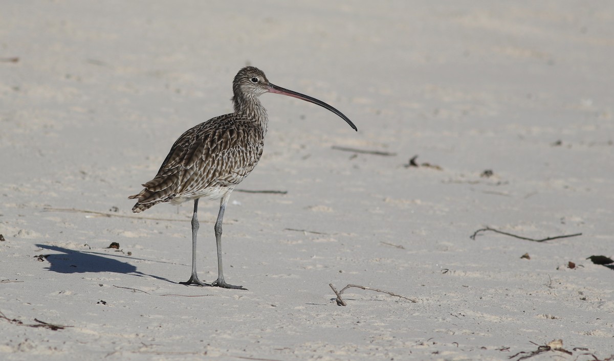 Дальневосточный кроншнеп - ML646928800