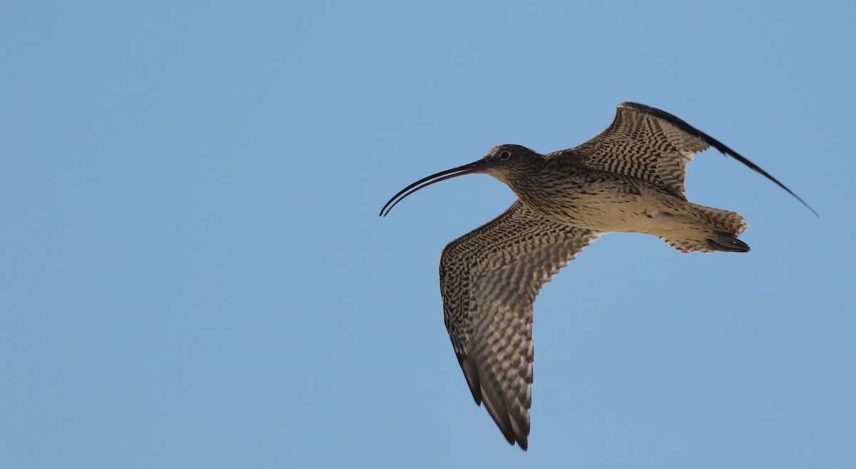 Дальневосточный кроншнеп - ML646928802