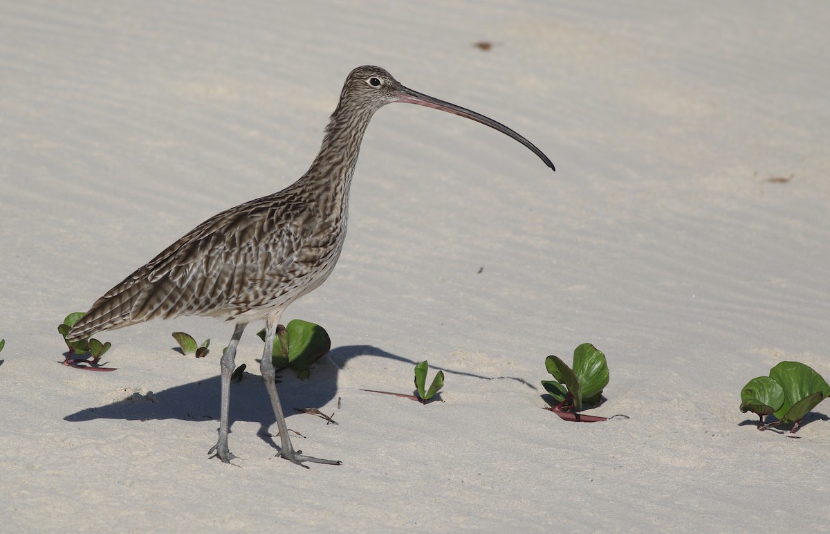 Дальневосточный кроншнеп - ML646928803