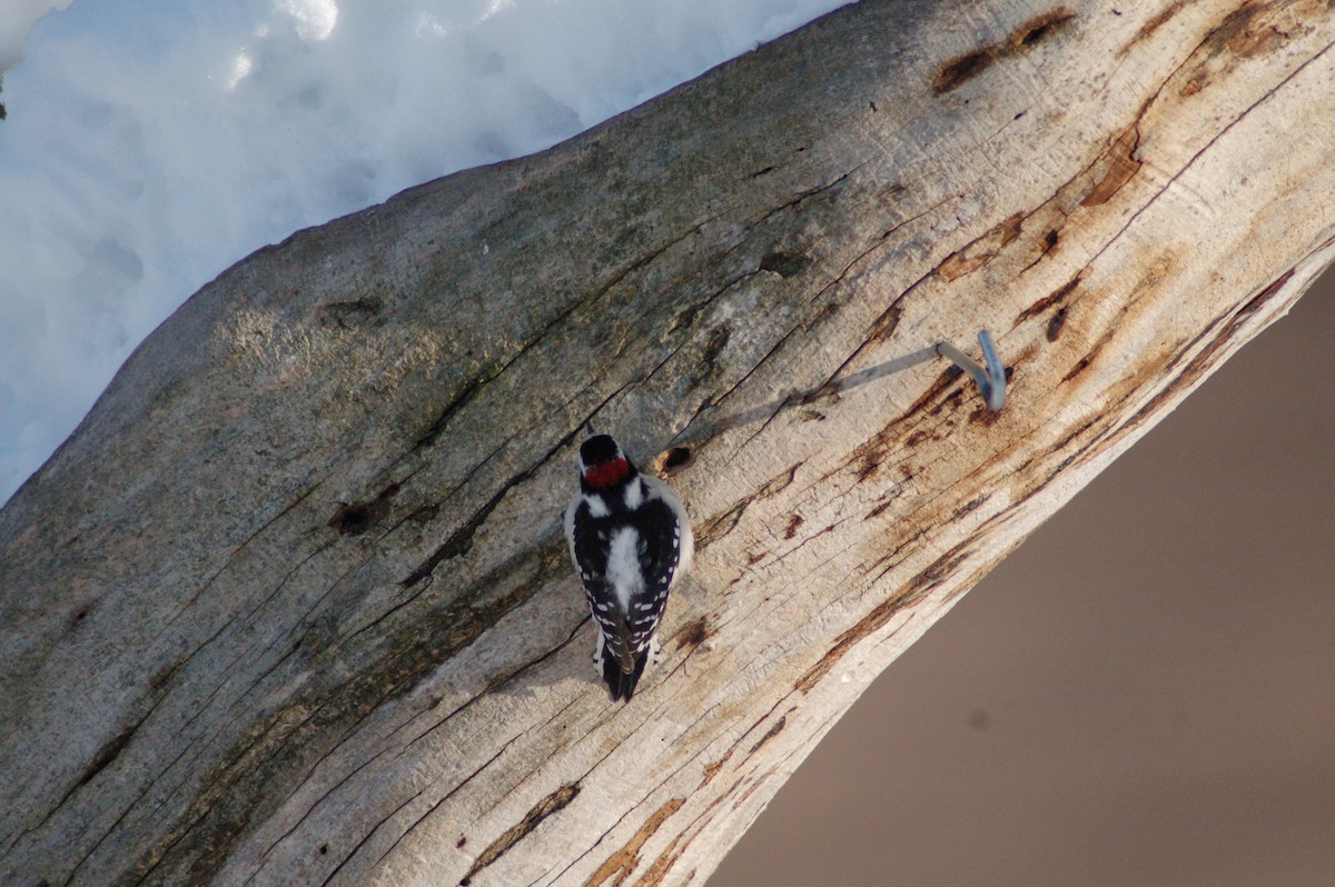 strakapoud osikový - ML646928806