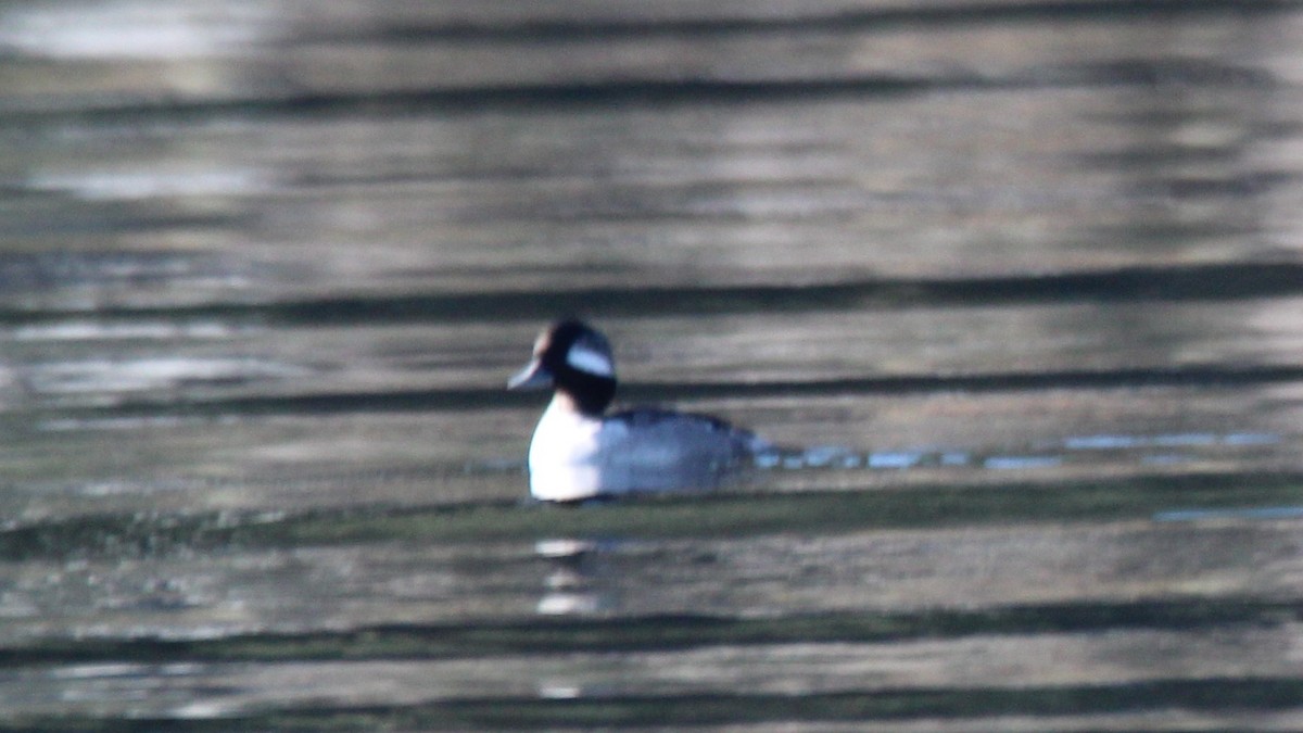 Bufflehead - ML646928809