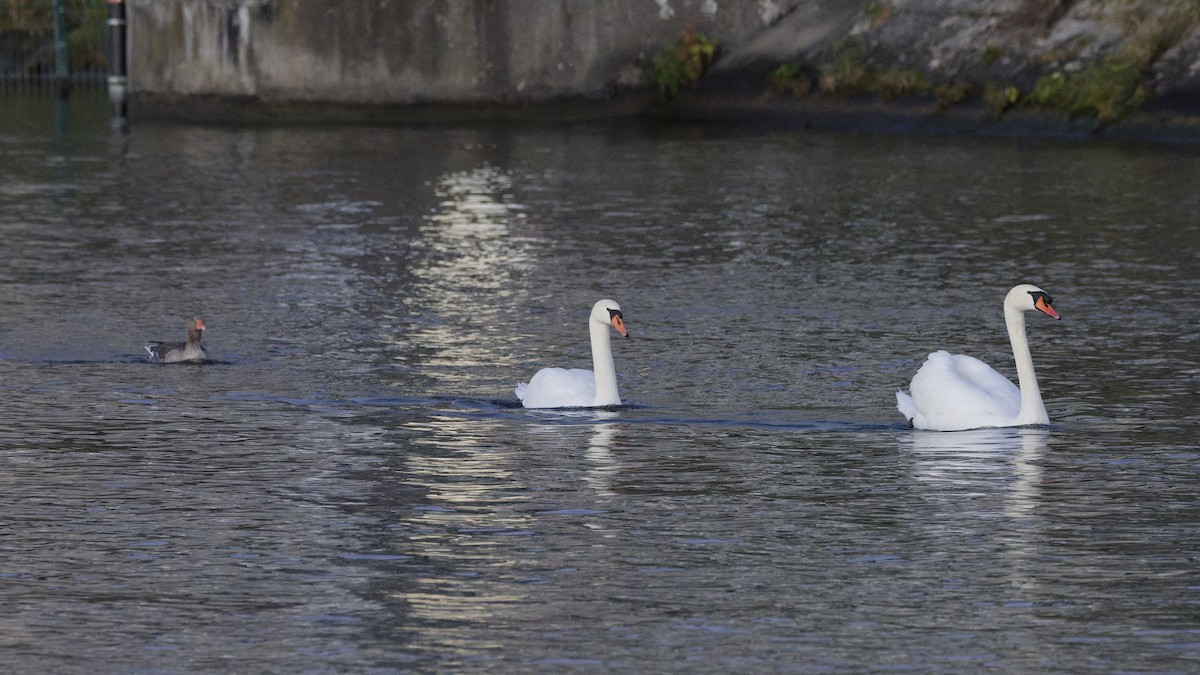 Mute Swan - ML646928810