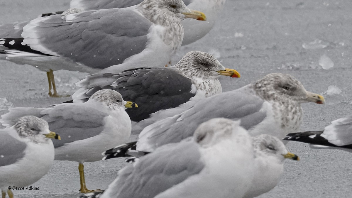 שחף שחור - ML646928811