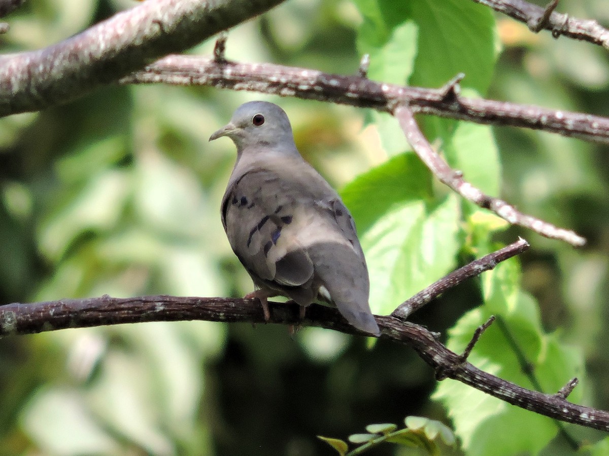 Plain-breasted Ground Dove - ML646928816