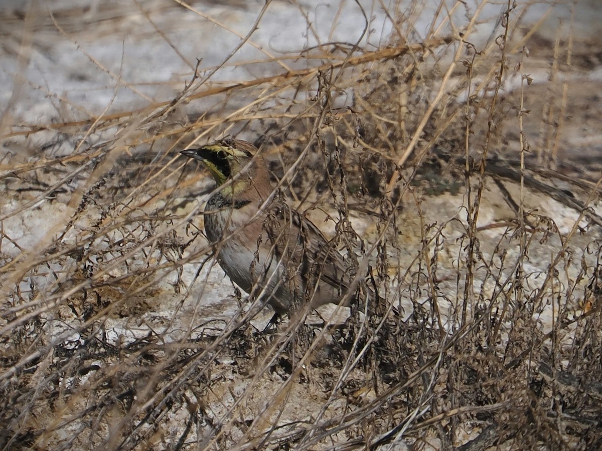 Рогатый жаворонок - ML646928819