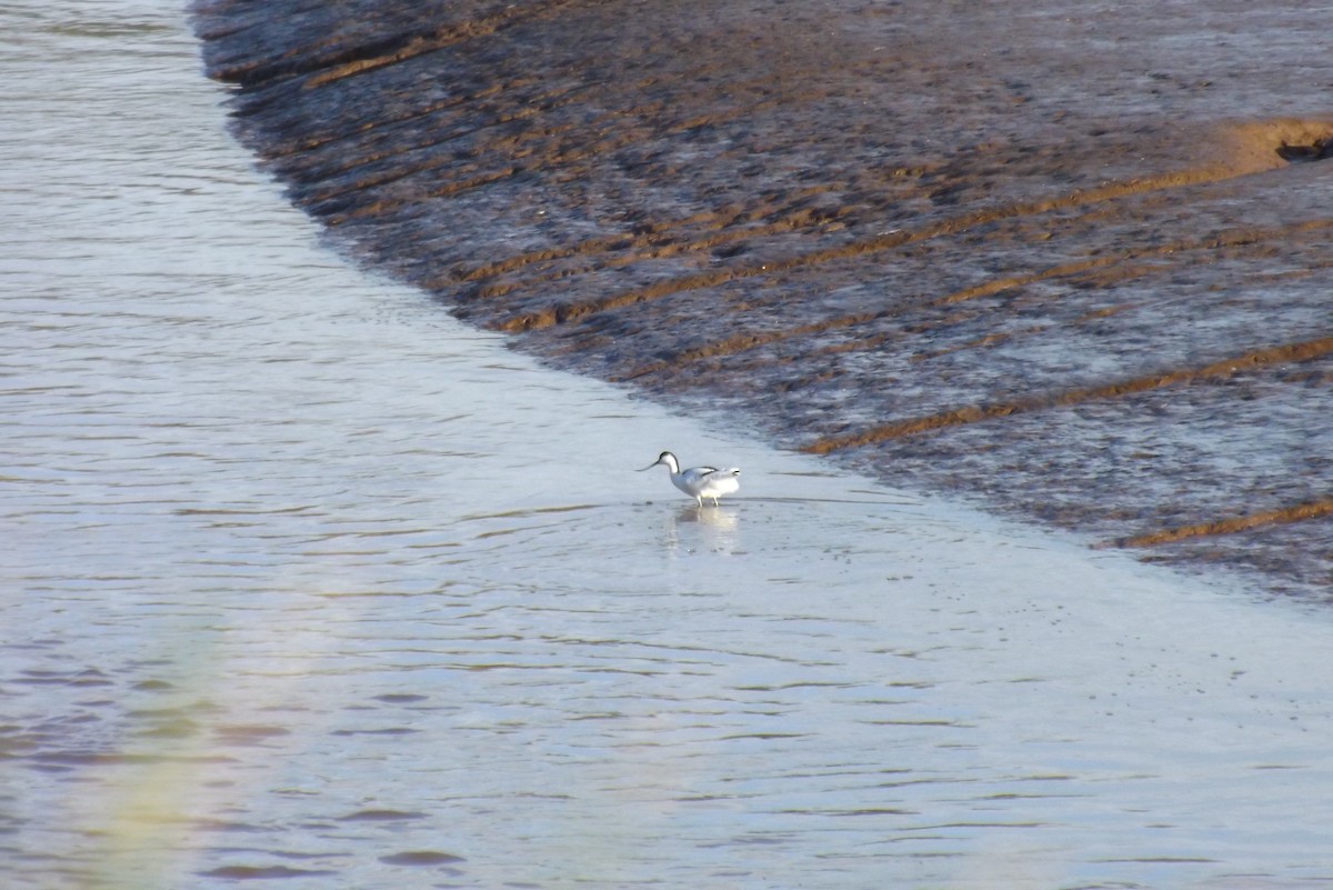 Avoceta Común - ML646928820
