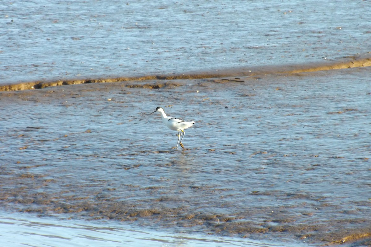 tenkozobec opačný - ML646928822