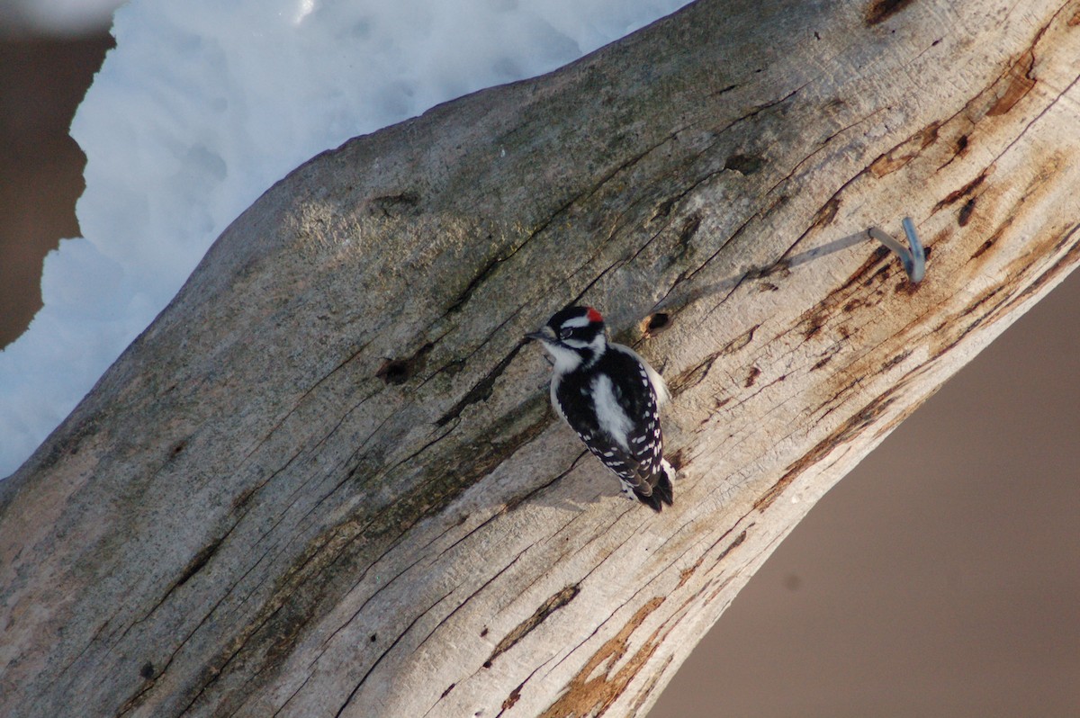 Pico Pubescente - ML646928824