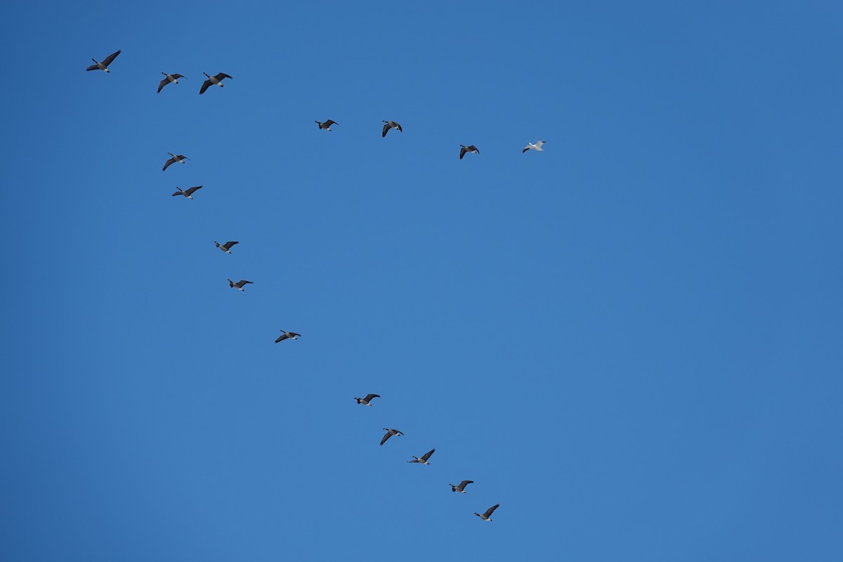 Ánsar Nival - ML646928825