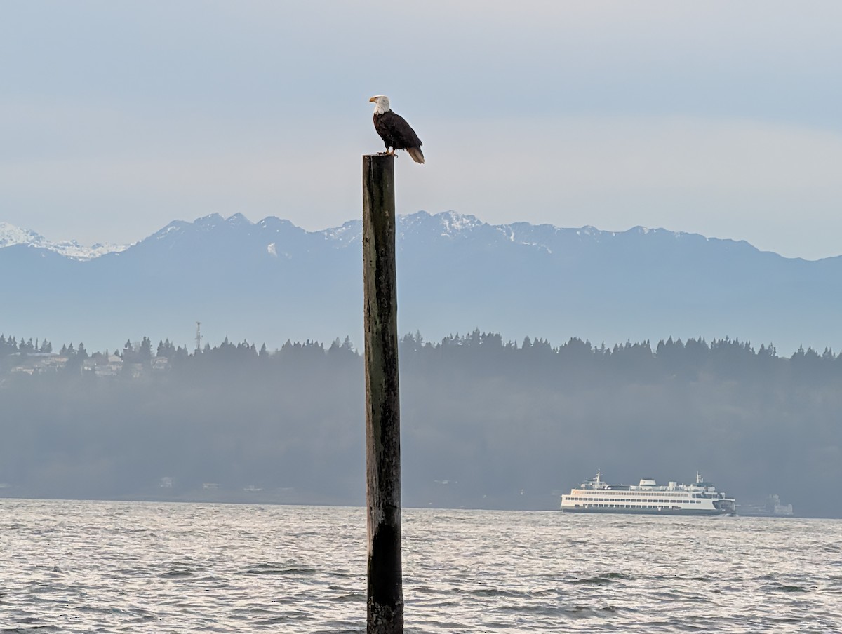 Bald Eagle - ML646928826