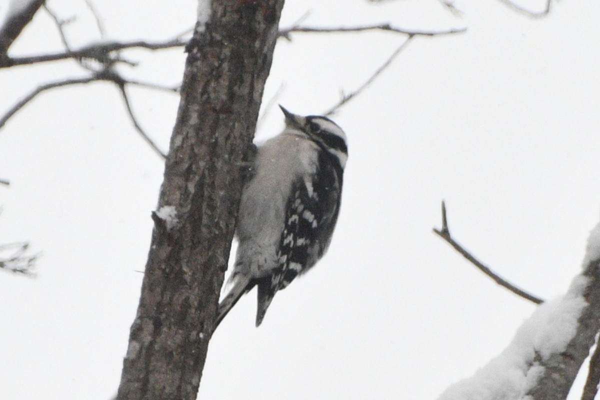 Pico Pubescente - ML646928832