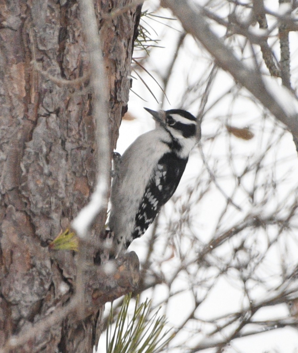 Pico Pubescente - ML646928834