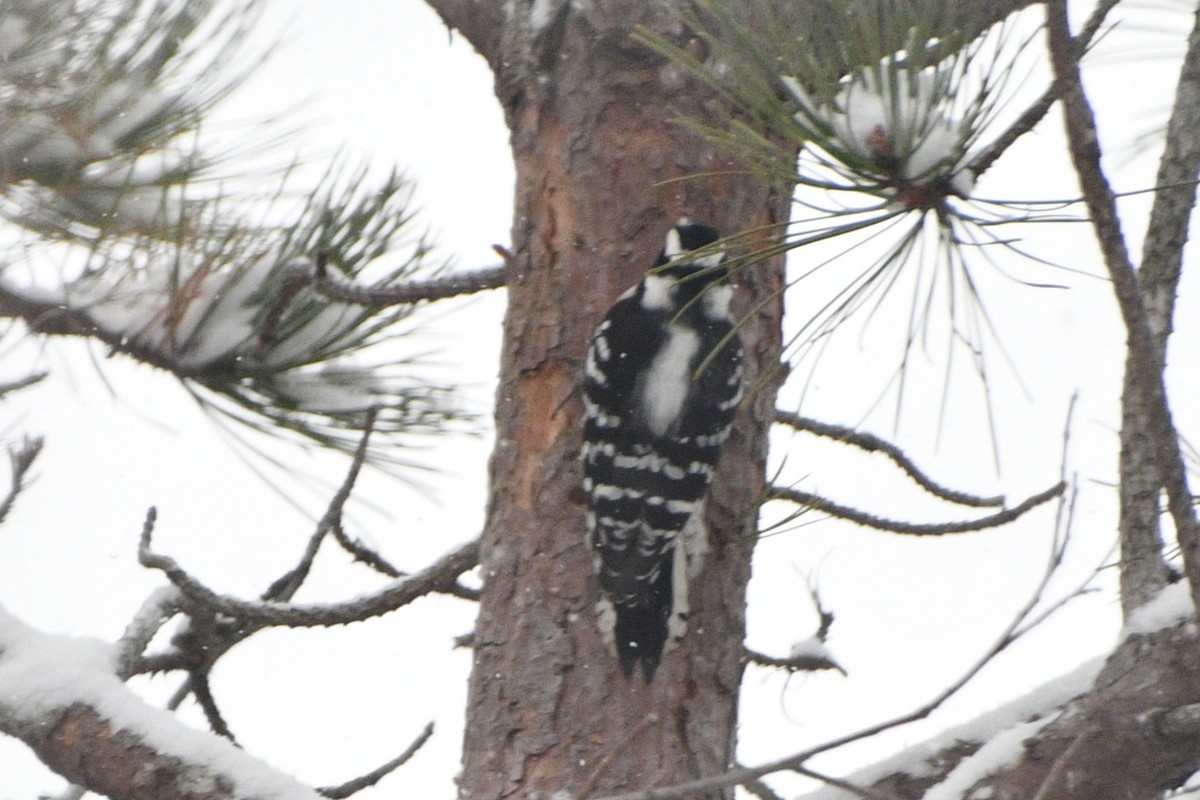 Pico Pubescente - ML646928836