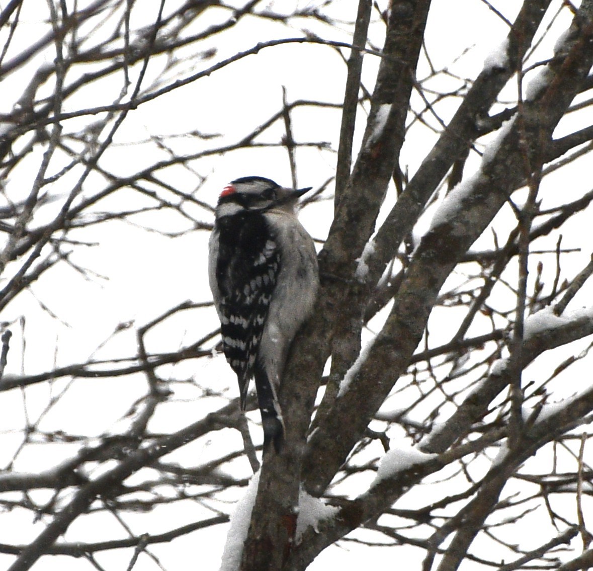 strakapoud osikový - ML646928837