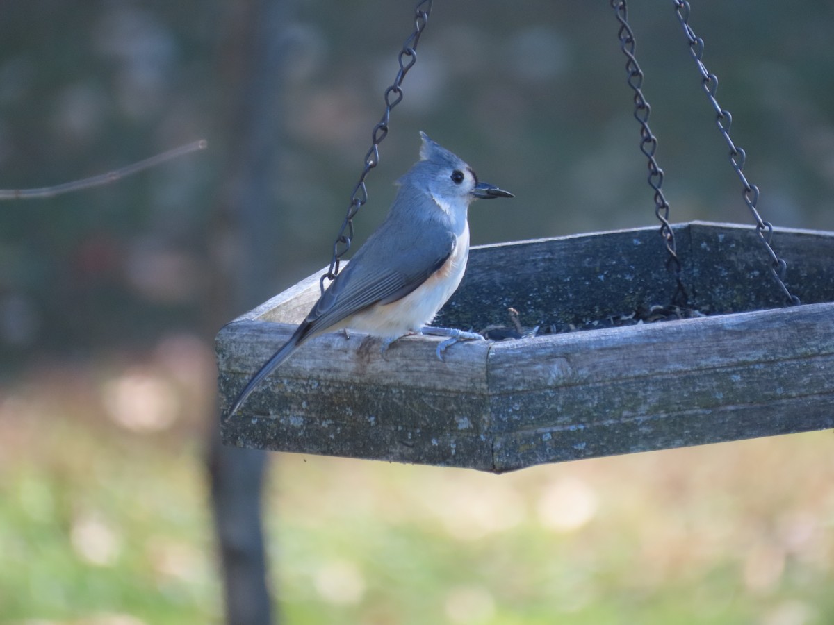 Herrerillo Bicolor - ML646928838