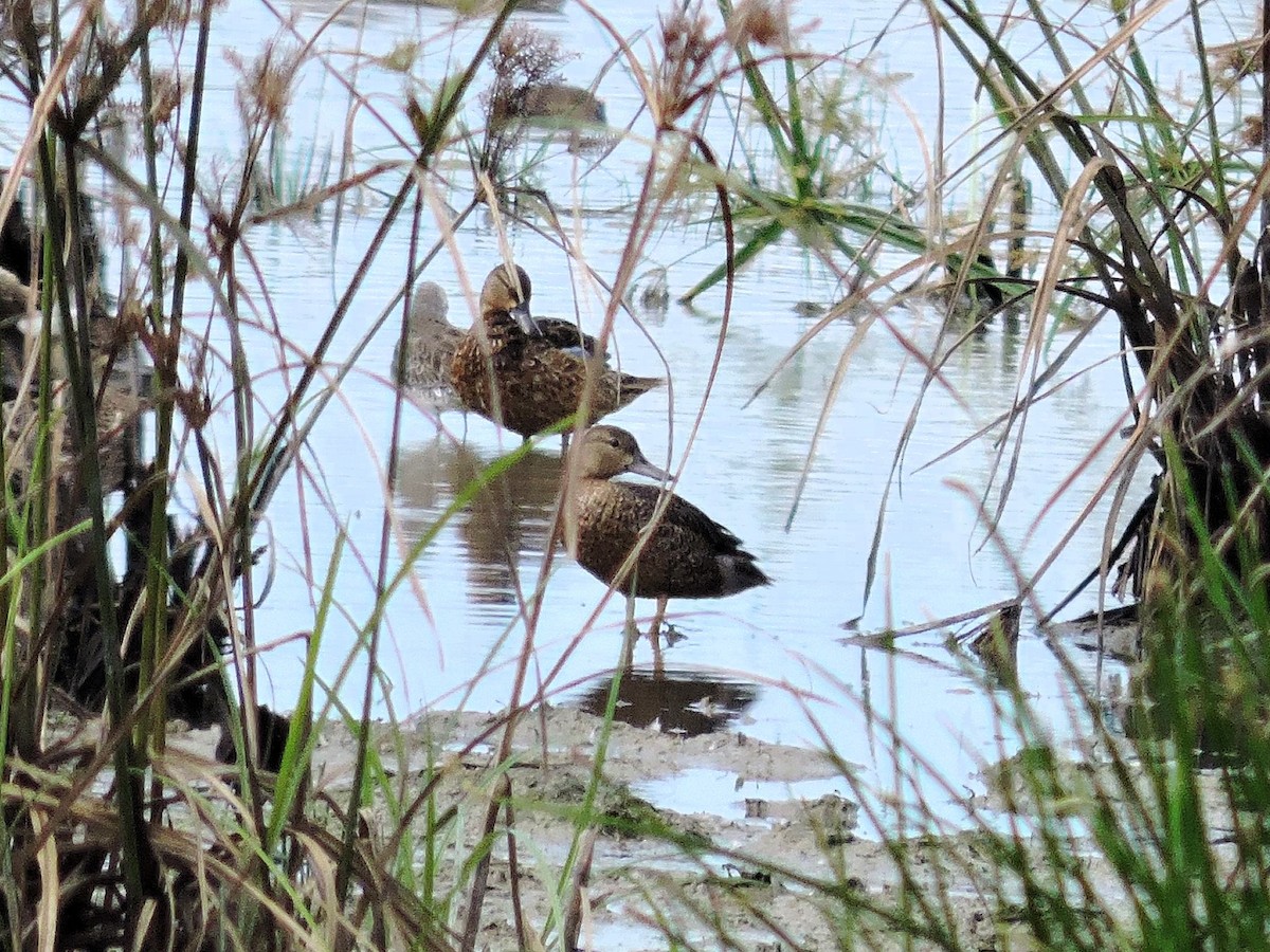 Cerceta Aliazul - ML646928839