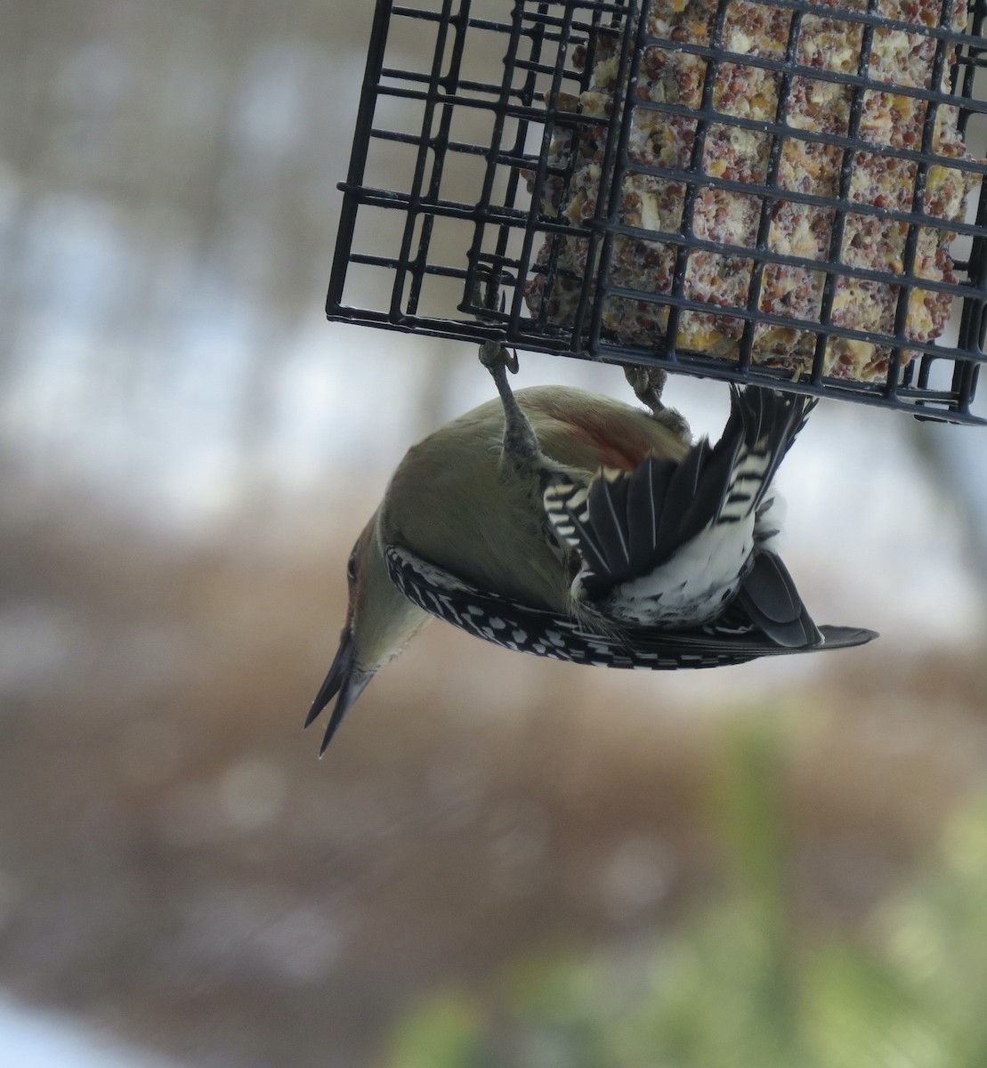 Carpintero de Carolina - ML646928843