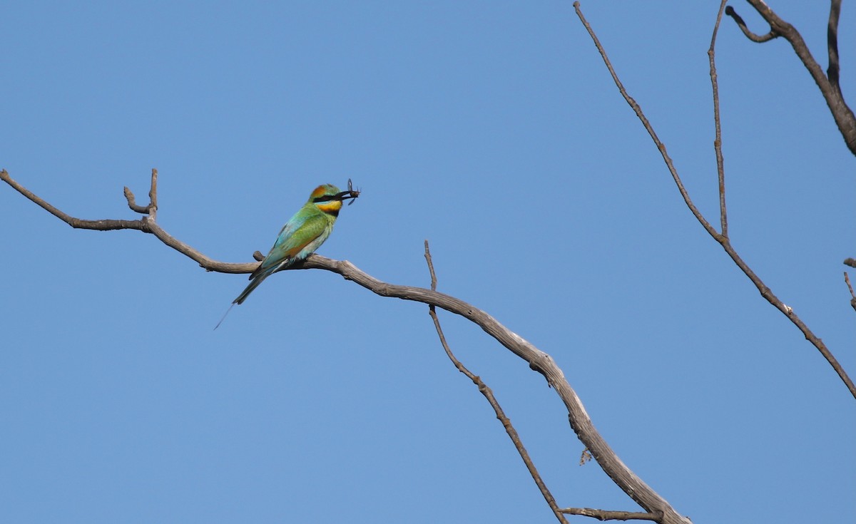 Abejaruco Australiano - ML646928845