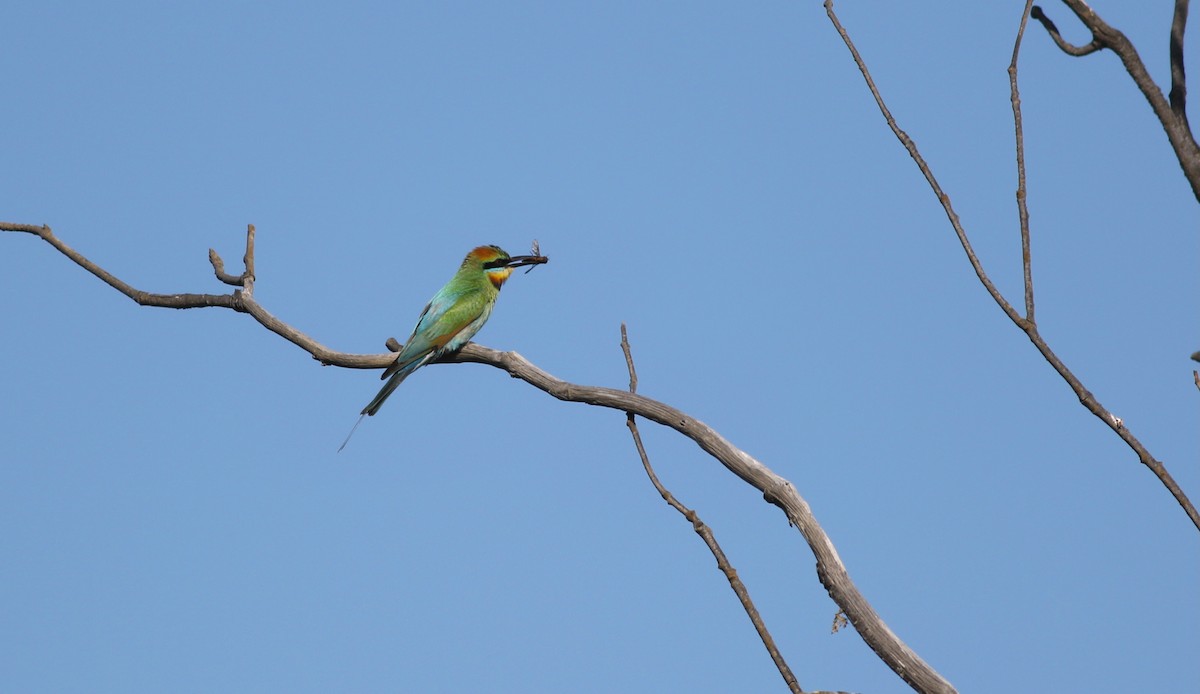 Abejaruco Australiano - ML646928846