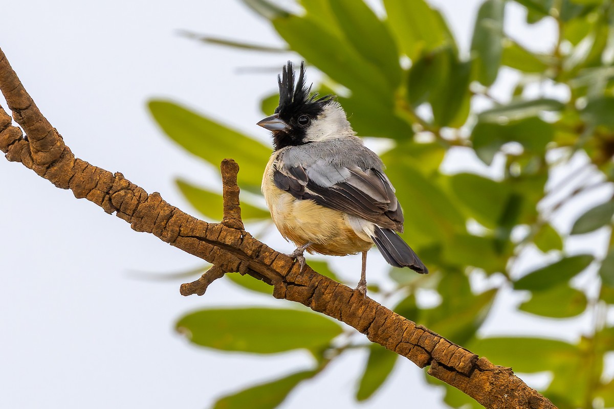 Monterita Crestada - ML646928847