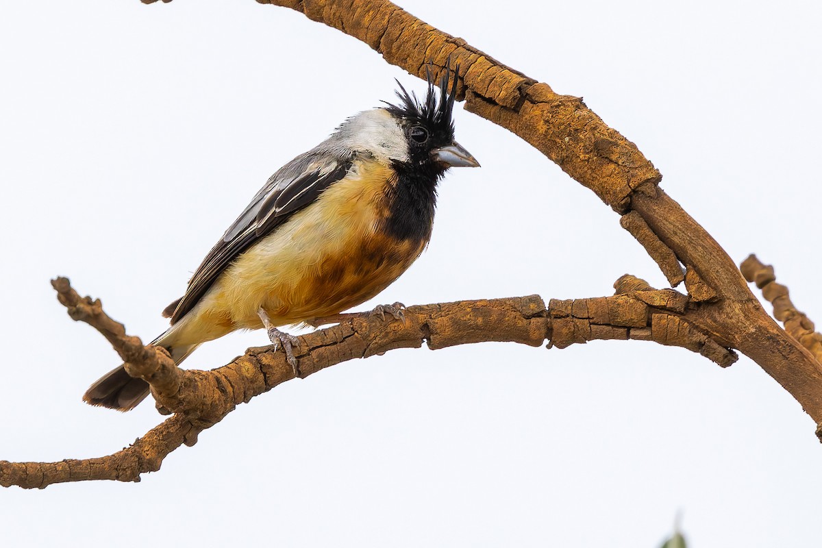 Monterita Crestada - ML646928848