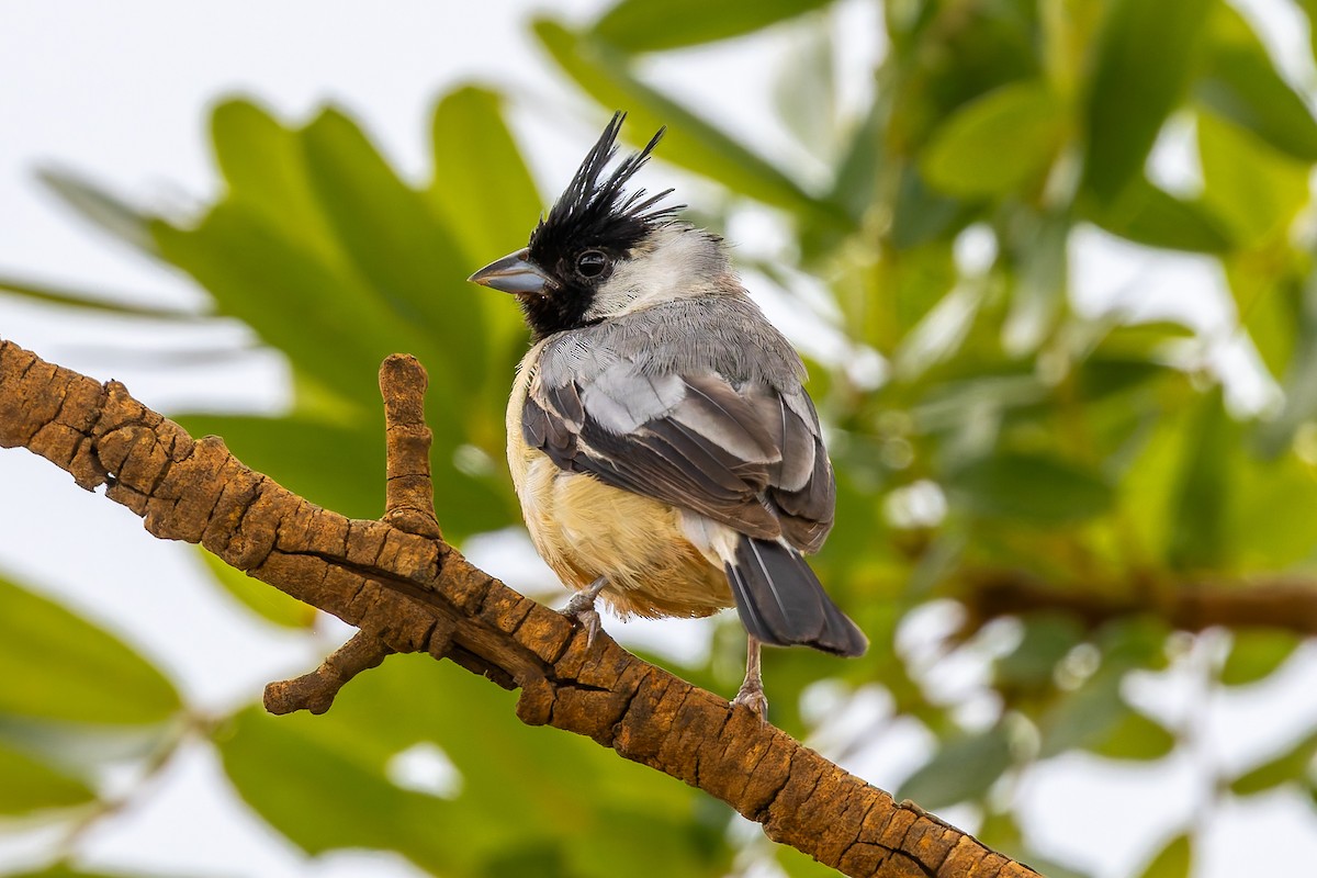 Monterita Crestada - ML646928849