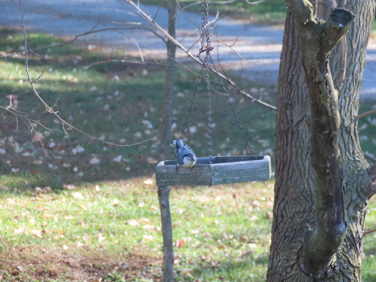 Trepador Pechiblanco - ML646928850