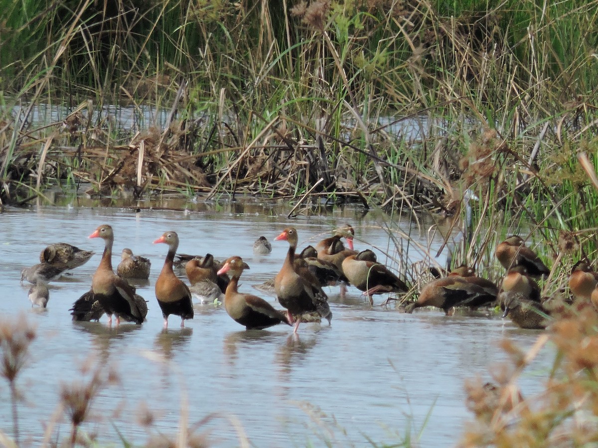 Suirirí Piquirrojo - ML646928851