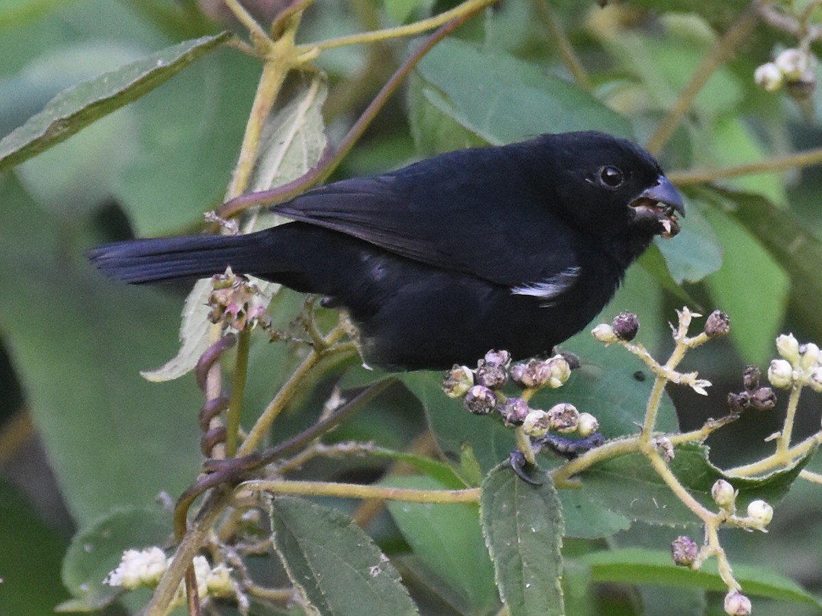 Semillero Corvino - ML646928852