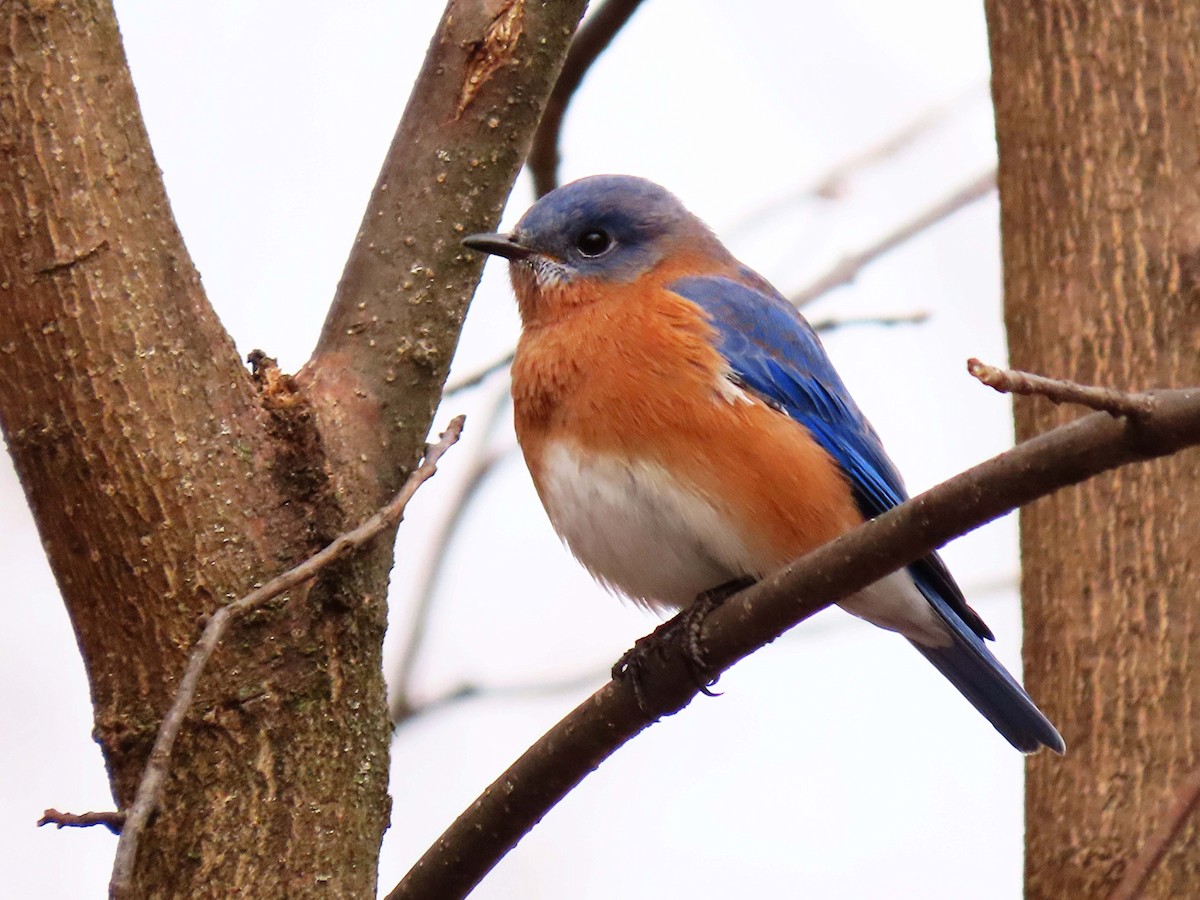 salašník modrý - ML646928854