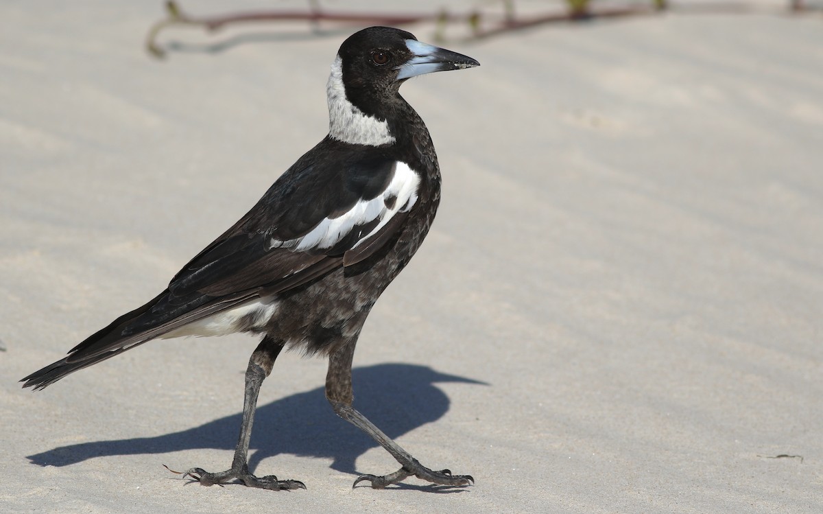 Verdugo Flautista - ML646928855