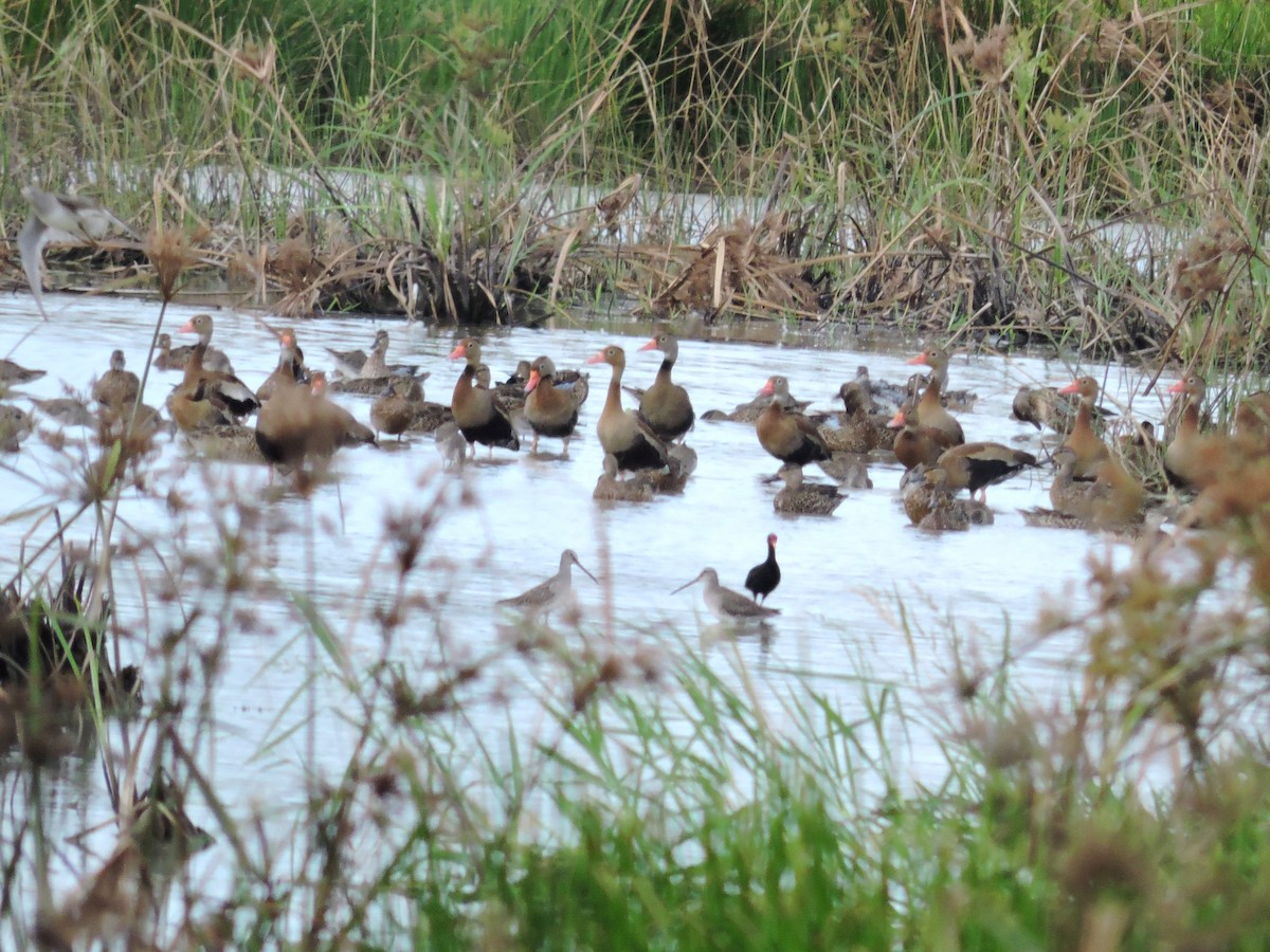 Suirirí Piquirrojo - ML646928856