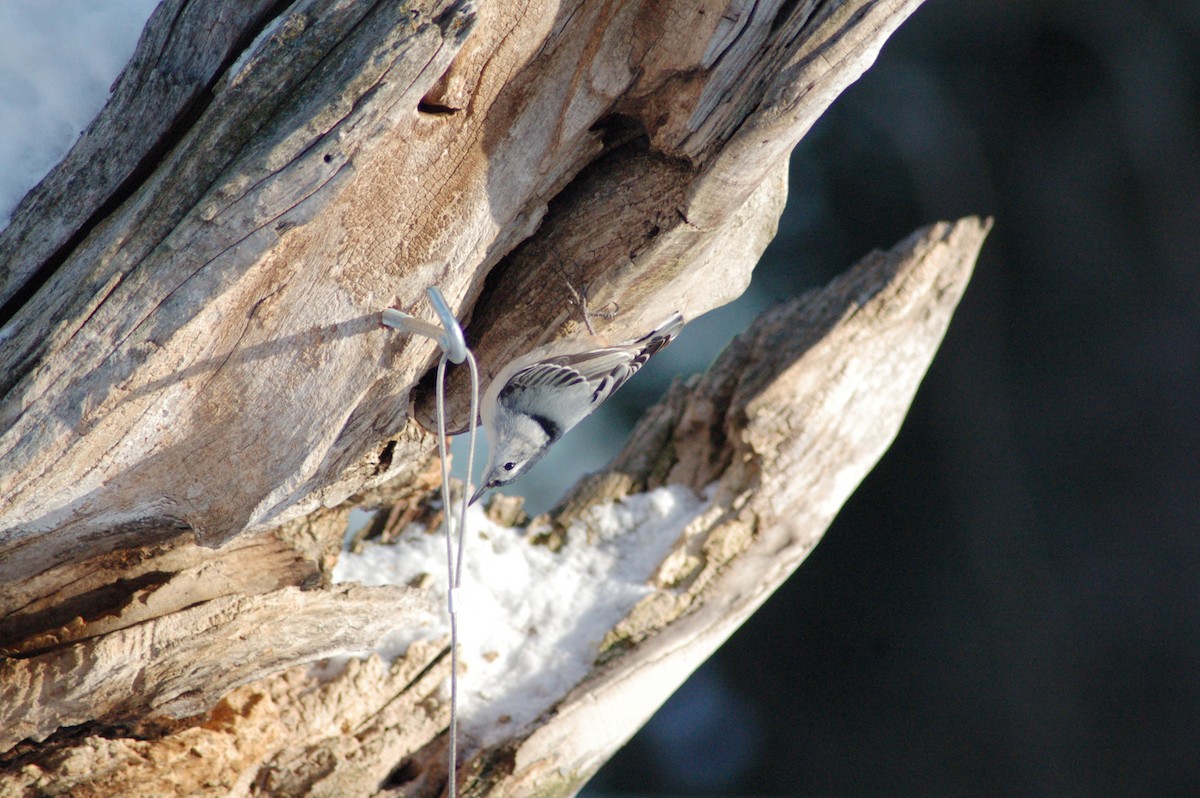 Trepador Pechiblanco - ML646928857